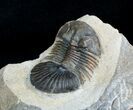 Platyscutellum Trilobite From Morocco #3965-4